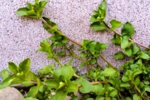 地面から生え始めた雑草の様子 繰り返し発生する原因となる状態
