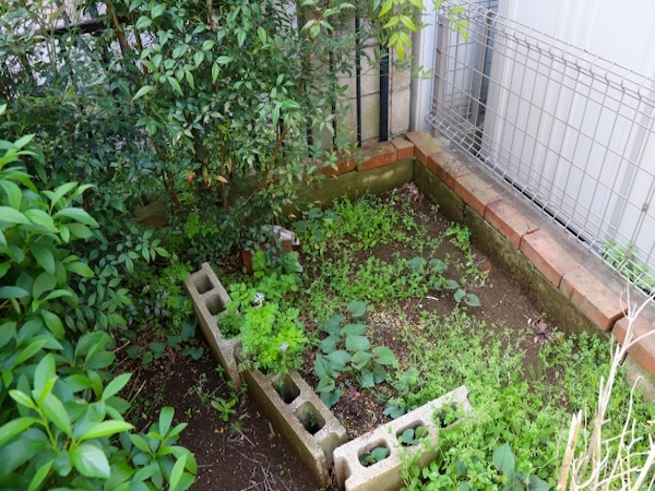 雑草が生い茂った庭の様子 手入れが行き届かず荒れている状態